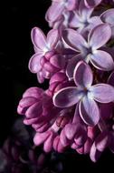 Flower Syren