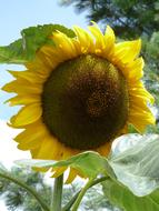 Close-up of the beautiful, blossoming, yellow and brown sunflower with green leaves