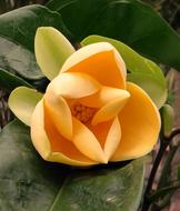 Egg Magnolia Liliifera close-up