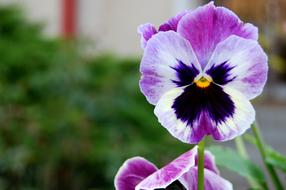 Pansy Flower at spring
