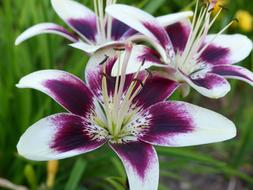 Asian Lily Lilium Cappuccino