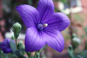 Balloon Flower Platycodon Blossom