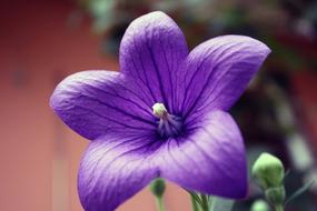 Balloon Flower Platycodon