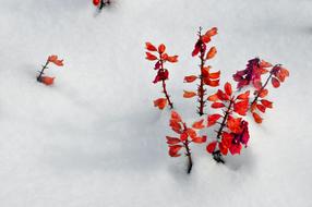 dry red Flowers over snow