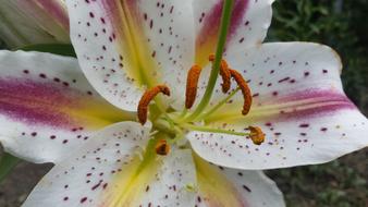 Lily Flowers White Summer close-up
