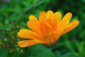 Calendula Flower Orange