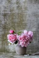 bouquet of pink peonies in a vase on a wall background
