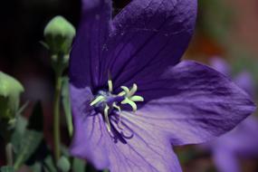 purple Flower Balloon Blossom