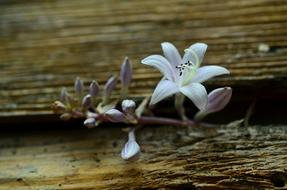 Blossom Bloom Tender