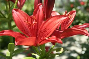 Lily Flower Red Summer