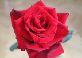 bright Red Rose Blossom