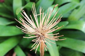 Dry seed head at lush foliage