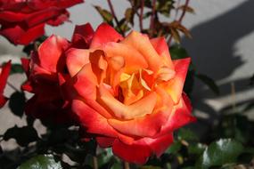 Pink orange Flower in garden