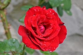 Red Rose Flower