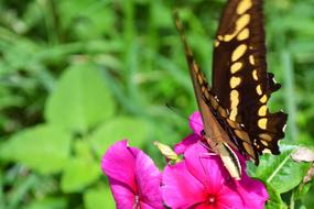 Butterfly Flower