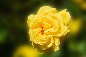 Rose Yellow in a blurred green background