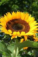 big golden sunflower on the field