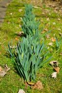 green Daffodils Flower at spring