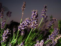 Lavender Flower Close Up at night