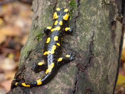 small black salamander with yellow spots