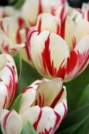 Tulips Red Spring