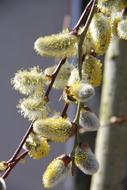 bee on Willow Catkins at spring