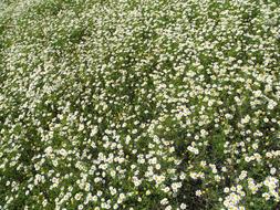 beautiful field of chamomile