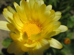 Marigold Flower Garden