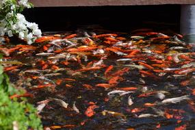 Beautiful koi fish in the park pond