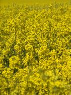 yellow Oilseed Rape Field