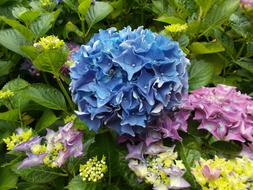blue and purple hyocinths in the garden
