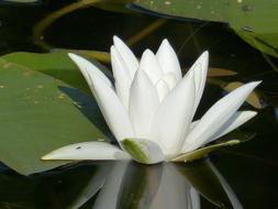 Water Lily White Leaf