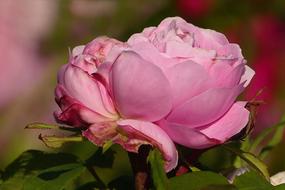 Flower Rose Pink