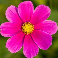Flower Pink on a blurred background