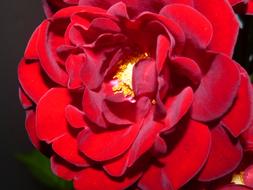 Red Night Roses