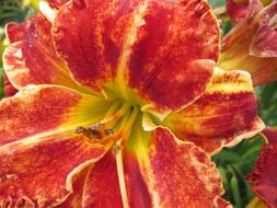 Day Lilies Garden