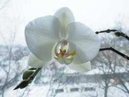 photo of white Orchid Flower Blossom