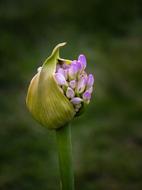 Flower Bud Bloom blur