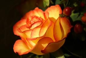 Close up picture of Orange Rose Table Decoration