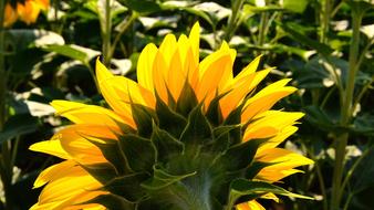 Sunflower Yellow Flower