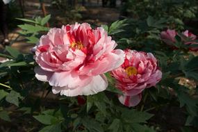 peony bush on Island Kam