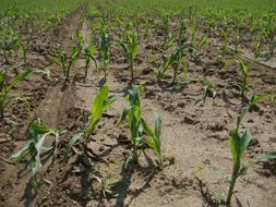 farm corn field