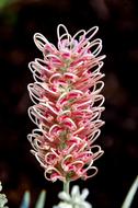 Grevillea Flower Australian