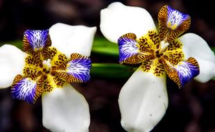 Brazilian Walking Iris Noemarica flowers