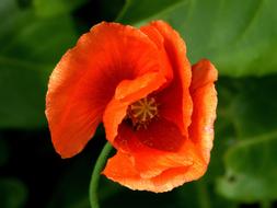 Poppy Orange Flower at summer