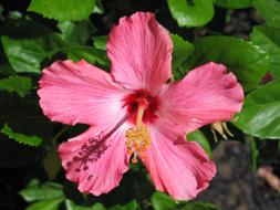 Hibiscus Pink Botanical flower