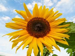 Summer Sunflower Garden
