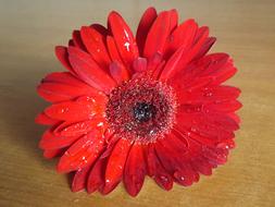 Red Flower Gerbera wet