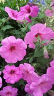 photo of Pink Flowers petals in Garden