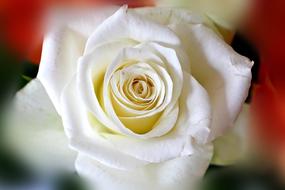 Close-up of the beautiful, blossoming, white rose flower, at blurred background